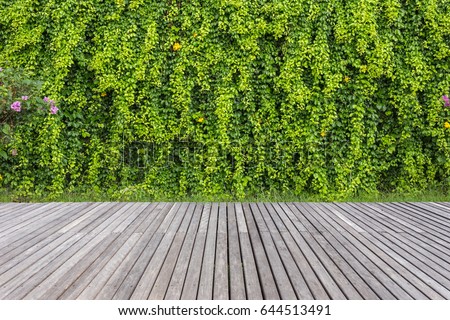 Old grey wooden decking and wall of plant in garden decoration. Free space for design or montage