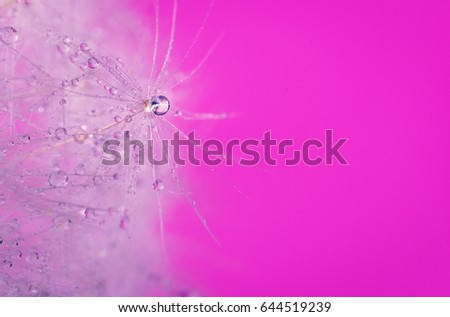 Water drop on seed of dandelion on pink background macro photography