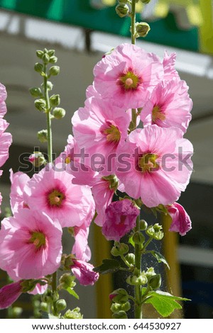 Mallow flowers. a herbaceous plant with hairy stems, pink or purple flowers, and disk-shaped fruit. Several kinds are grown as ornamentals, and some are edible.