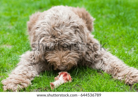 Picture of an old domesticated dog eating a tasty bone outdoor in the grass