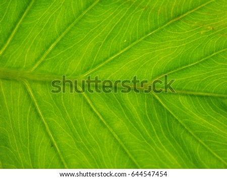 Green leaf texture. Closeup image of Colocasia esculenta leaves. Can see clear texture of vein.