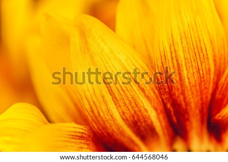 Abstract natural background, macro shot, detail of sunflower