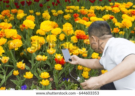 a man photographs the tulips