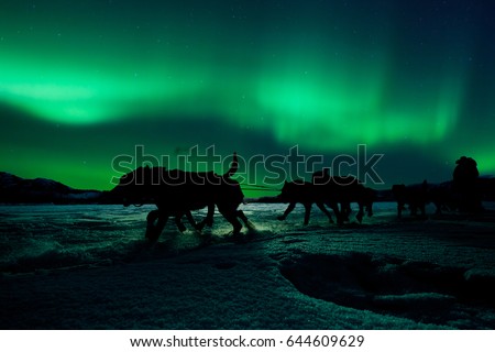 Silhouette of sled dog team pulling sleigh with musher under the northern lights.