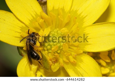 Macro side view of a small dark, brown and fluffy, wild Caucasian bee in pollen, sitting in stamens of yellow wild onion flower                               