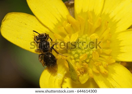  Macro view from above of a small dark, brown and fluffy, wild Caucasian bee in pollen, sitting in stamens of yellow wild onion flower                              