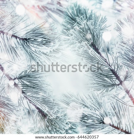 Winter nature background with frame Frozen  Branches of cedars or fir with snow, outdoor 