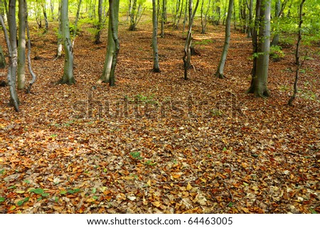 Rural autumn scenery - Fall in forest