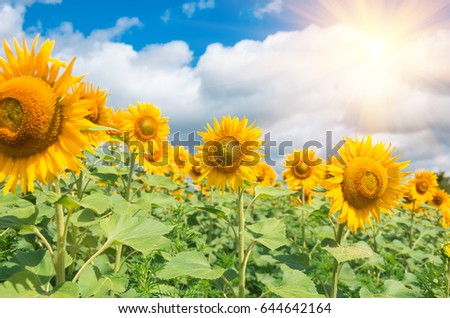 Flowering sunflowers in a field against a blue sky and clouds, agricultural background