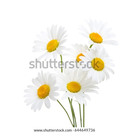 Bouquet  of Chamomiles  ( Ox-Eye Daisy ) isolated on a white background. Royalty-Free Stock Photo #644649736