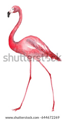 Watercolor pink Flamingo isolated