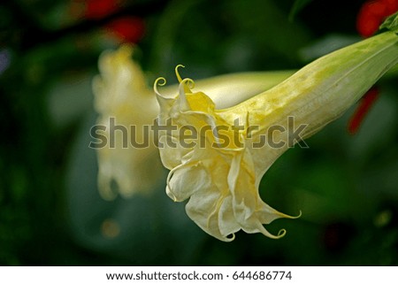 Horn flower