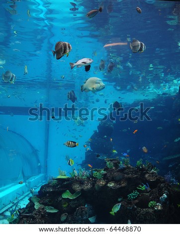 coral fish in aquarium tank