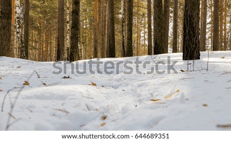 Winter forest. In the footsteps of animals 