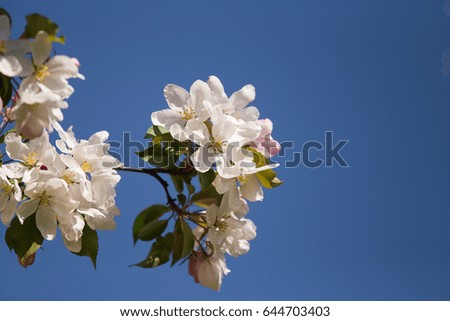 Beautiful fresh apple tree blossoms on a natural background.