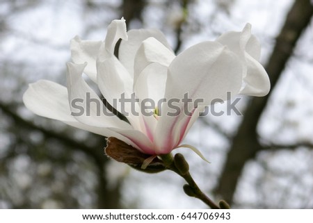 The white magnolia flower is very delicate with a slight pink tinge.
