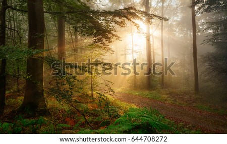 Golden rays of sunlight falling into a misty forest Royalty-Free Stock Photo #644708272