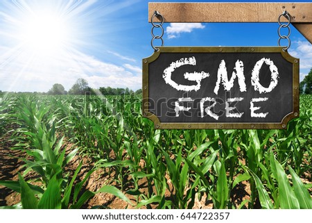 Wooden sign with text GMO Free (genetically modified organism) on a corn field with blue sky and sun rays