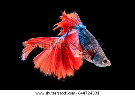Capture the moving moment of red blue siamese fighting fish isolated on black background. Dumbo betta fish