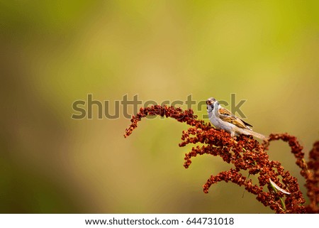 Cute bird. Sparrows. Green yellow nature background.