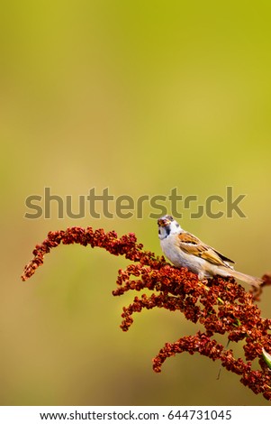 Cute bird. Sparrows. Green yellow nature background.