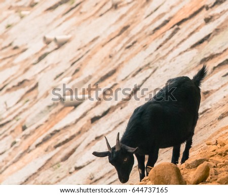 Young adult black goat on rocky hillside poses for camera