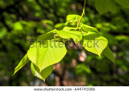 young Linden leaves
