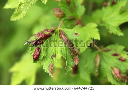 Red currant leaves are damaged by pests. Garden crop grows in the open ground.