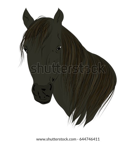 Head of horse in color. Vector illustration