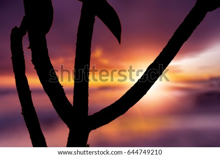 Silhouette of a tree top against African sunset background