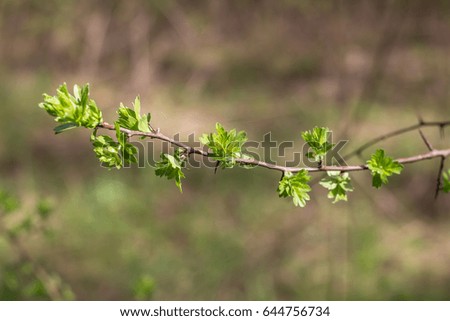fresh green leaves on a twig, forest background.