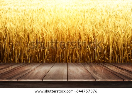 wood shelf for Barley product on Soft Gold Barley in field for Background