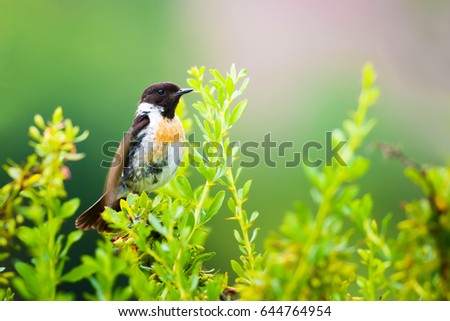 Green nature and bird. Bird on green branch.
Great Tit / Parus major