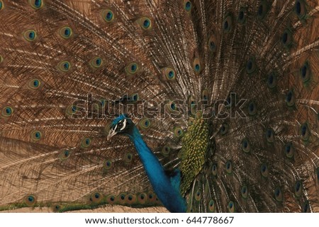 Male Indian Blue Peafowl displaying. Peacock dissolved his tail