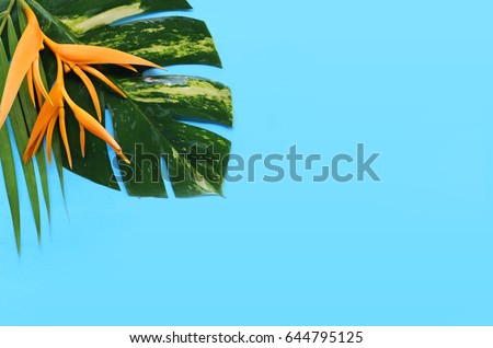 tropical flowers on a blue background