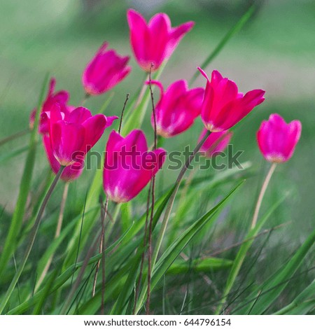 Red tulips against the background of meadow grass bent in the wind. Spring. Bright colorful flowers in the field. Close-up of tulips
