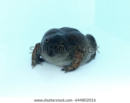 Bullfrog on white background