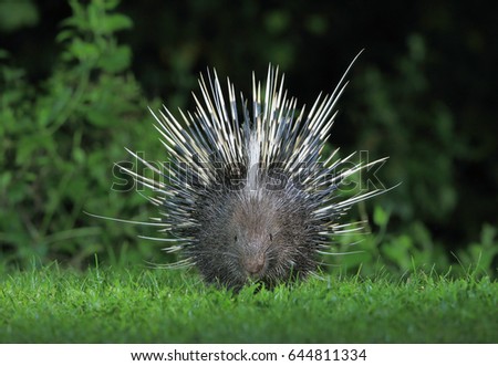 Malayan porcupine, Himalayan porcupine, Large porcupine
