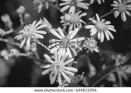 Photo of beautiful yellow flowers near blue lake at summer black and white