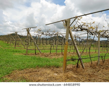 Empty vineyard in early spring season