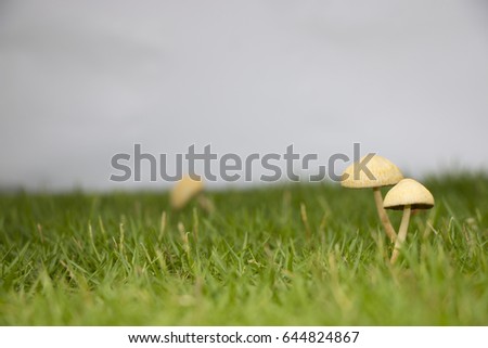 a picture of green grass with mushroom