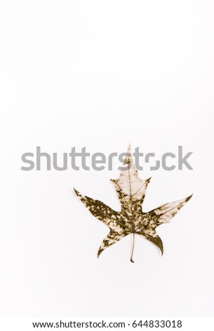 Vertical shooting Maple Leaf vein background.