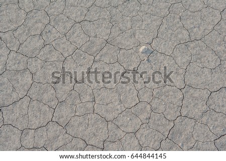Polygonal cracks on the surface of the earth after a drought