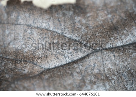 Detailed textures of real dry leaf, photo with closed-up (macro). 