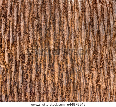 Close up of the bark of a palm tree. texture