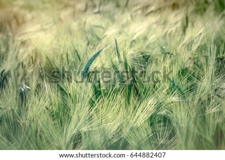 Wheat, oat, rye, barley - unripe field of agricultural crop