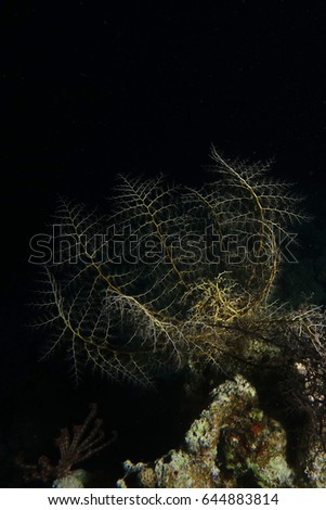 Basket Starfish over the coral garden at night                               