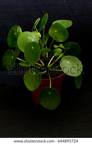 Pilea peperomioides, money plant in the pot. Single plant, black background. 
