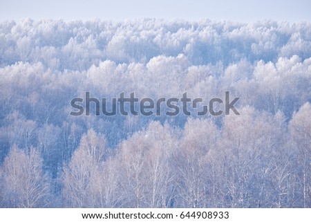 Birch forest under hoarfrost in winter season. Altai, Siberia, Russia