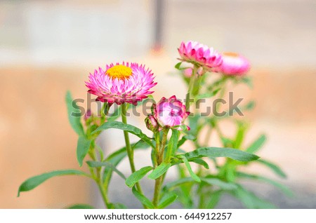 close up pink Straw Flower